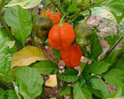 Pimentas