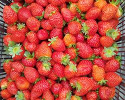 Morango