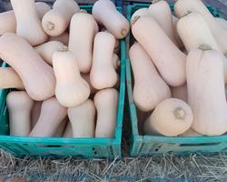 Abóbora butternut