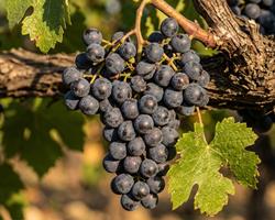 Uvas Biológicas - Lote