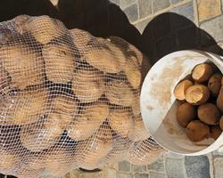 Batata Agria à venda – 7€ o saco de 20kg
