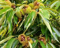 Castanha