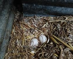 Ovos de pata