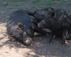 Porco preto alentejano