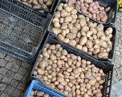 Batatas