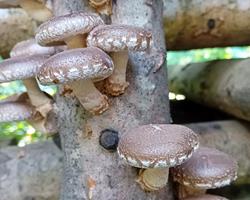 Shiitake colhido na hora