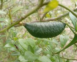 Limao Caviar Verde