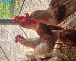 Galinhas e galos
