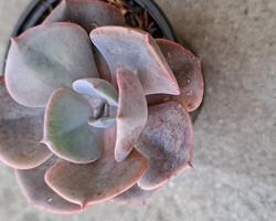 Suculenta Echeveria Dusty Rose