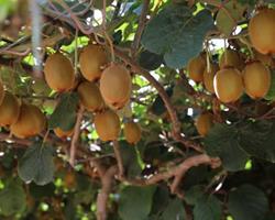 Kiwi Bio (Médio e Grande)