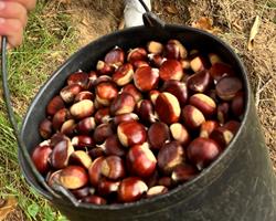 Castanhas da casta