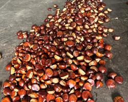 Castanhas martainha