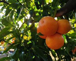 Marroquina Pafarrão