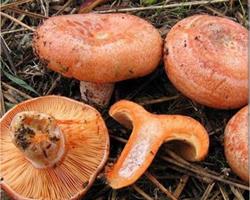Lactarius deliciosus