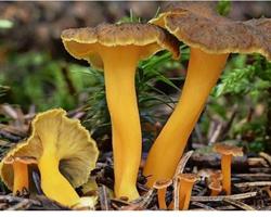 Chantarellus lutescens