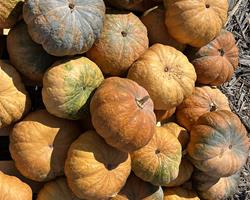 Abóbora Amarela Redonda