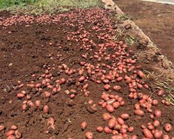 Batata Nova (Vermelha)