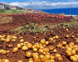 Batata Nova (Branca)