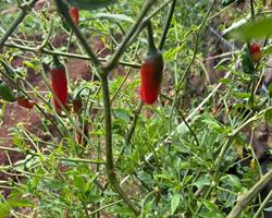 Pimenta Vermelha (Capsicum frutescens)