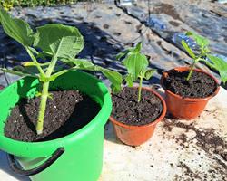 Planta Batata Yacon