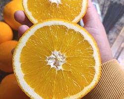 Laranjas e Tangerinas Doces – Faro (€4/5kg • €3/2kg)