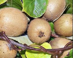 kiwi da minha aldeia | produção sem químicos