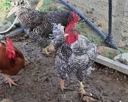 Galos Raça Pedrês Portuguesa