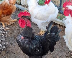 Galos Reprodutores de Raça Preta Lusitânica