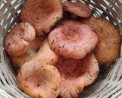 Lactarius deliciosus