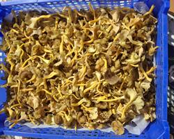 Cantarelos lutescens