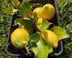Limões frescos biológicos