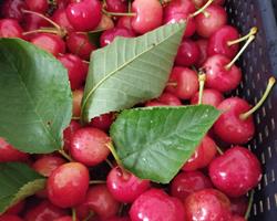 Cerejas frescas biológicas