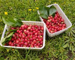 Cerejas frescas