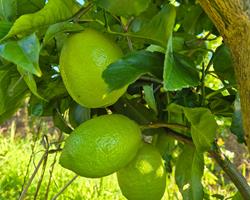 Limão Eureka