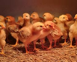 Pintinhos Rhode Island Red