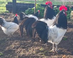 Pintinhos Lakenvelder