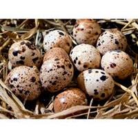 Ovos de codorniz