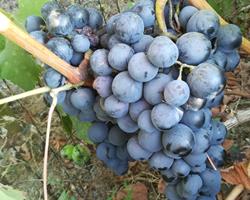 Uvas