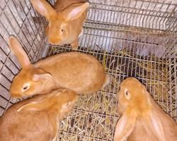 Coelhos Leonardo de Borgonha