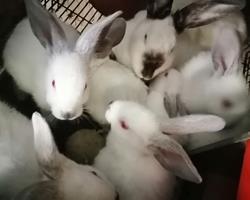 Coelhos raça Califórnia