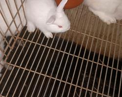 Coelhos raça florida white