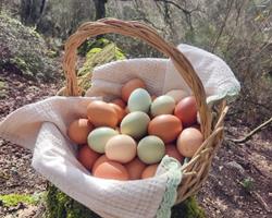 Ovos de Galinhas Criadas ao ar Livre