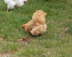 Ovos Férteis de Galinha de Raça  Orpintong