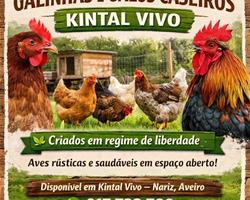 Galinhas e galos caseiros