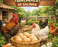 Ovos Férteis de Galinha de Raças