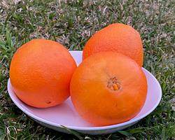 Laranja Limão Tangerina