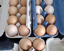 Ovos caseiros - 1.5€ - 1/2 dúzia - Santarém