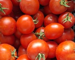 Produtos agrícolas biológicos - 1€ kilo - Vila Franca de Xira