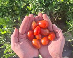 Tomate Cherry Mini Chucha