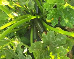 Courgette